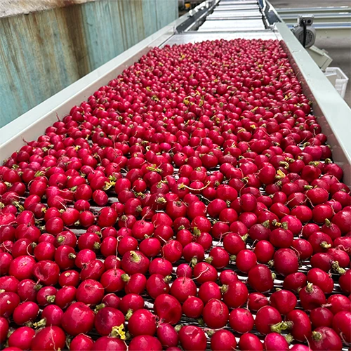 High Efficiency Small Cherry Radish Grading Machine price